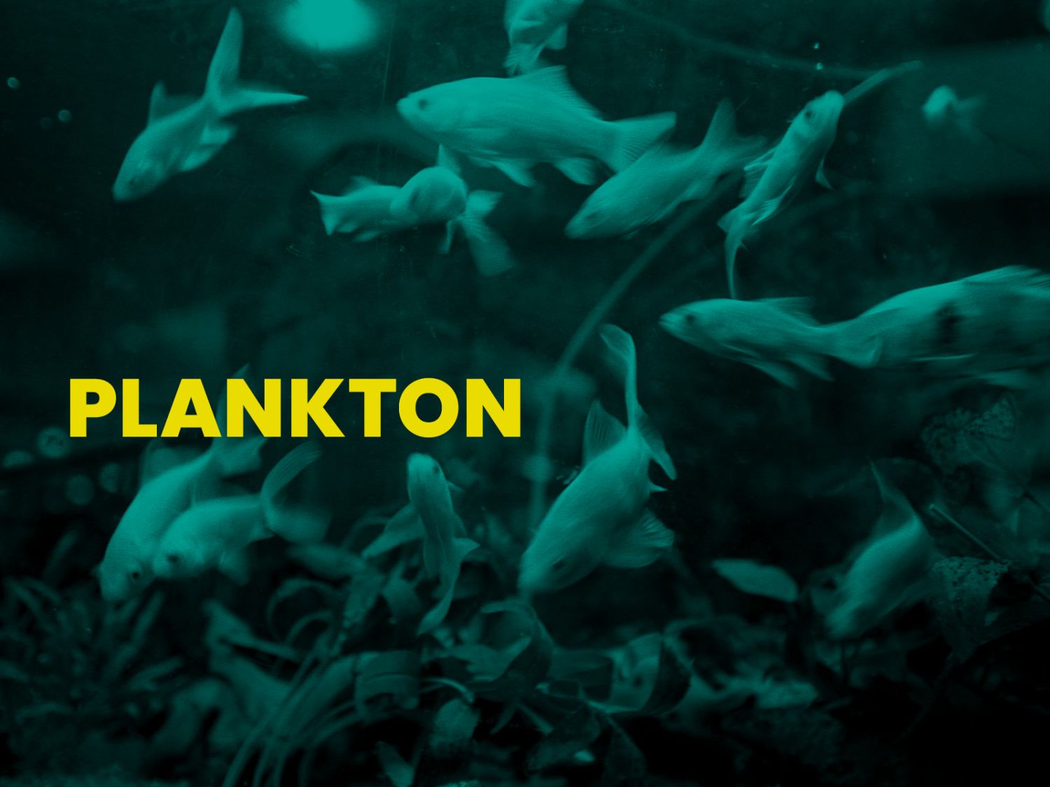 PLANKTON